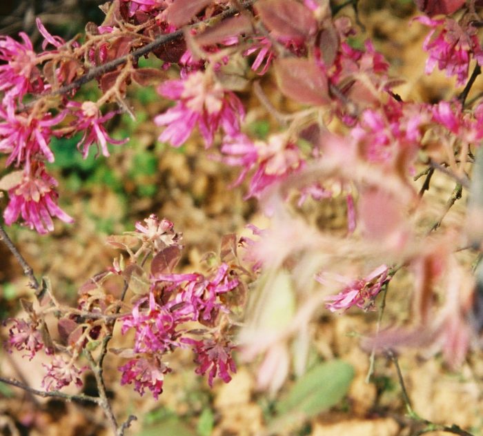 064 - Yangzi - Flowers near Yichang airport.jpg