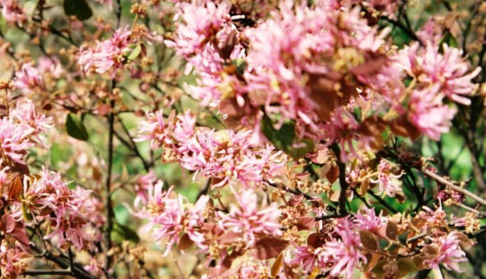 066 - Beijing - The Great Wall - Blossom.jpg