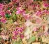 064 - Yangzi - Flowers near Yichang airport.jpg