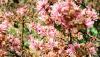 066 - Beijing - The Great Wall - Blossom.jpg