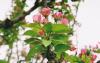 079 - Beijing - The Summer Palace - Blossom.jpg