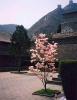 5 - Vanda's magnolia tree, great wall.jpg