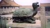 05 - Summer_Turtle.jpg